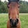 X avatar for @horsetwting