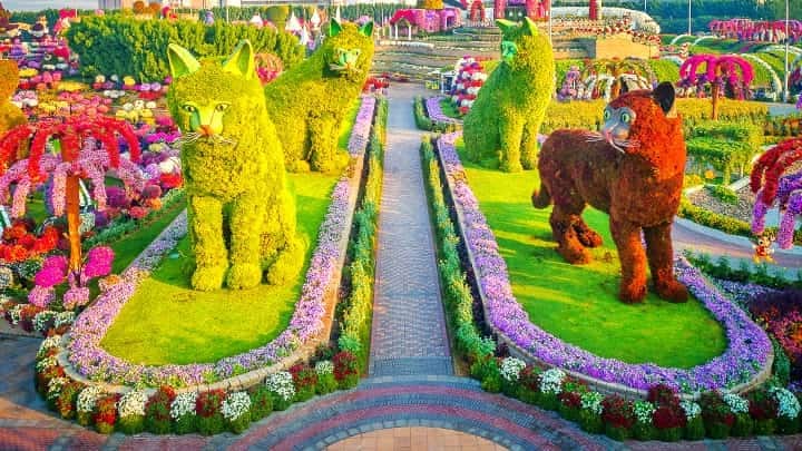 Dubia Miracle Garden (Dubia, UAE)