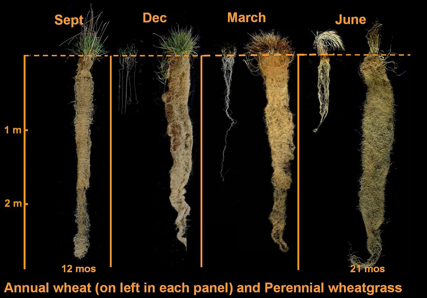 Shows four annual wheat and four perennial wheat plants side by side in September, December, March, and June with the roots of the former being far shorter than the latter.