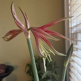 Cultivating Amaryllis