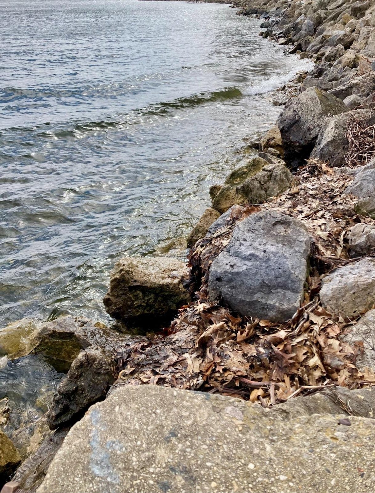 A rocky shore with water and leaves

AI-generated content may be incorrect.