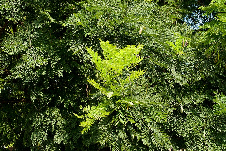 Second growth flushes in trees