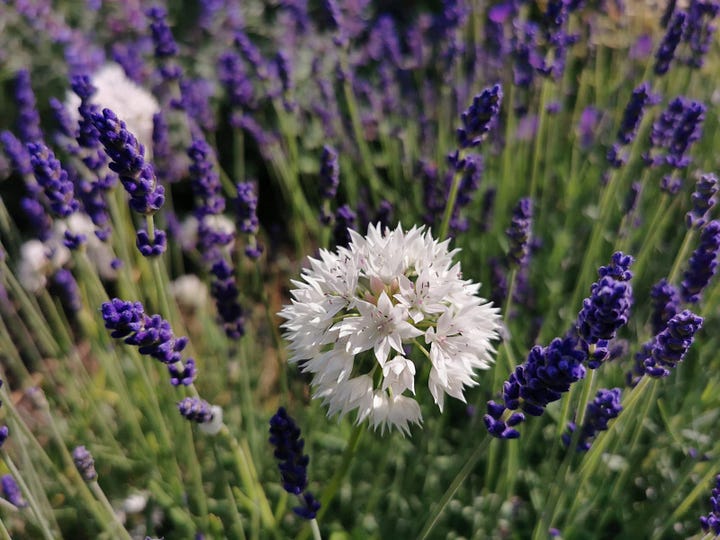 An image of heather and a white flower in Scottish summer, beside a sunny, frosty day at the start of winter.