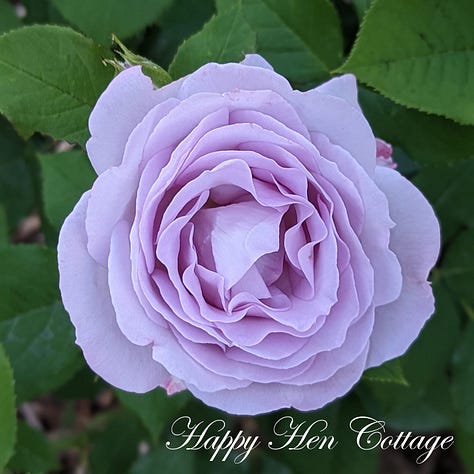 Three images of blue and purple roses with green leaves.