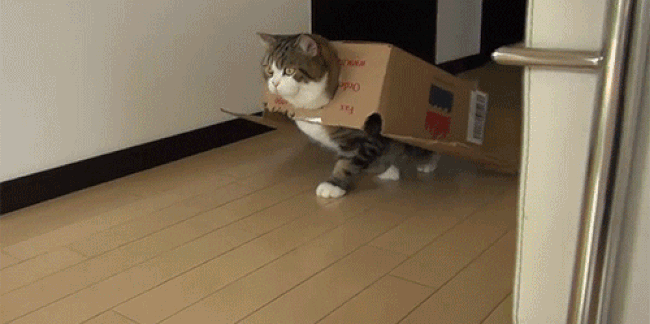 animated gif image of a grey and white tabby cat walking down a hall 'wearing' a cardboard box like a cape, with a hole cut in the short side of the box for his head and the other short side cut out to make room for the rest of his body. animated gif image of a grey and white tabby cat walking down a hall 'wearing' a cardboard box like a cape, with a hole cut in the short side of the box for his head and the other short side cut out to make room for the rest of his body.