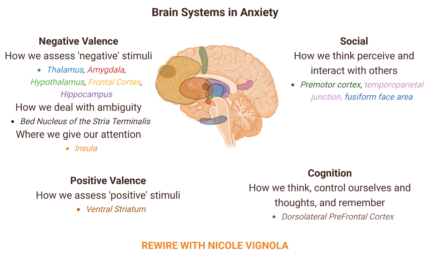 A diagram of the brain

AI-generated content may be incorrect.