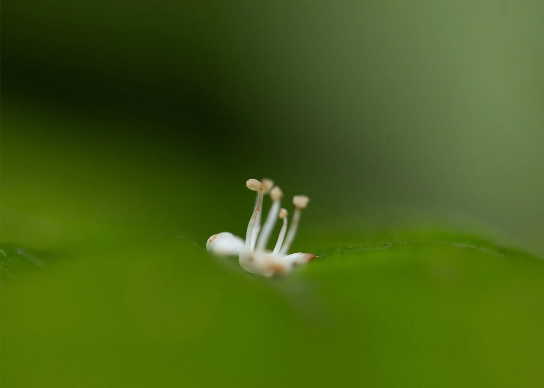 Close-up of a small fallen flower resting among green leaves near Lago Angostura in Costa Rica, its delicate white stamens rising above the blurred leaf it sits on.