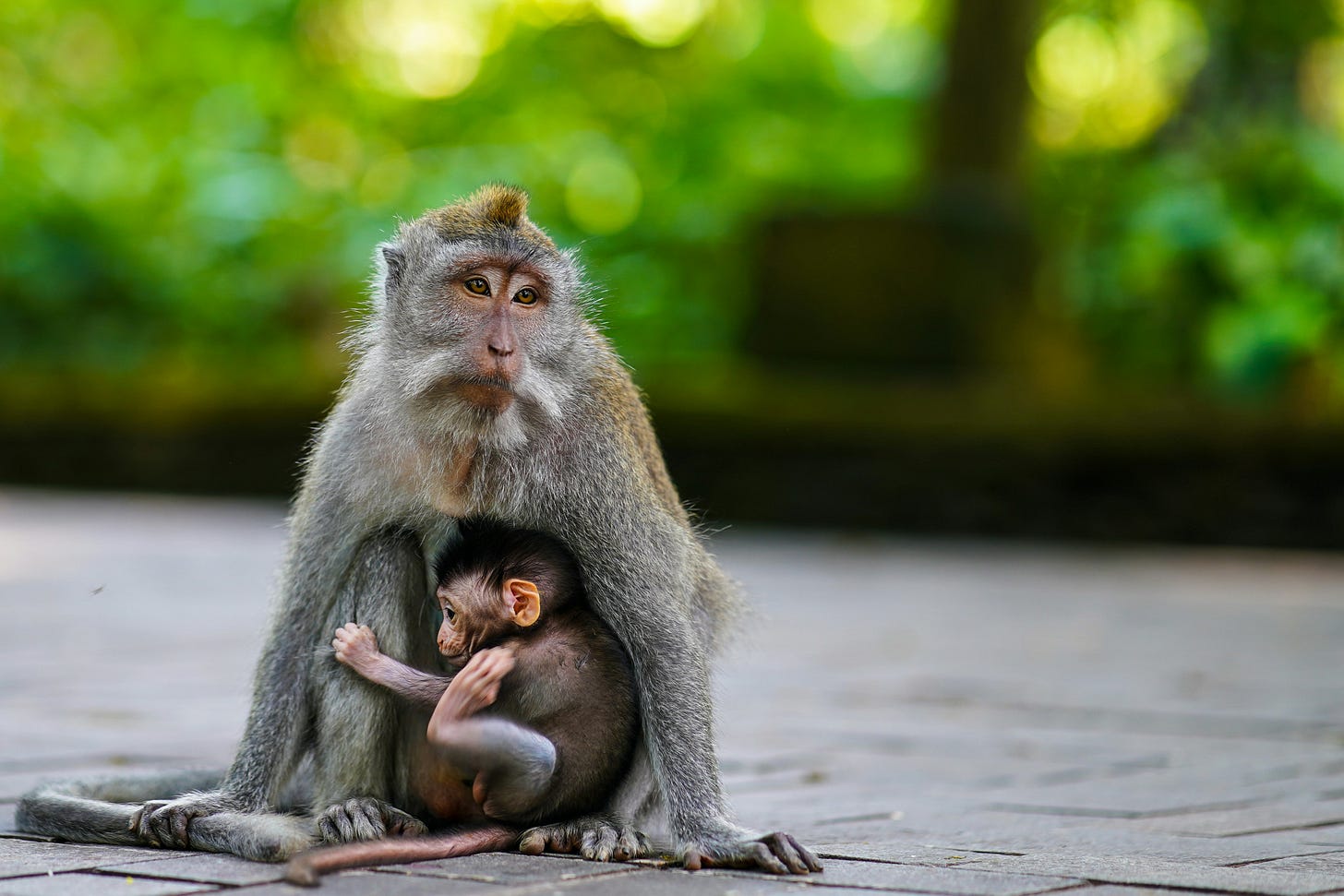 macaco cinza com filhote sentado no chão