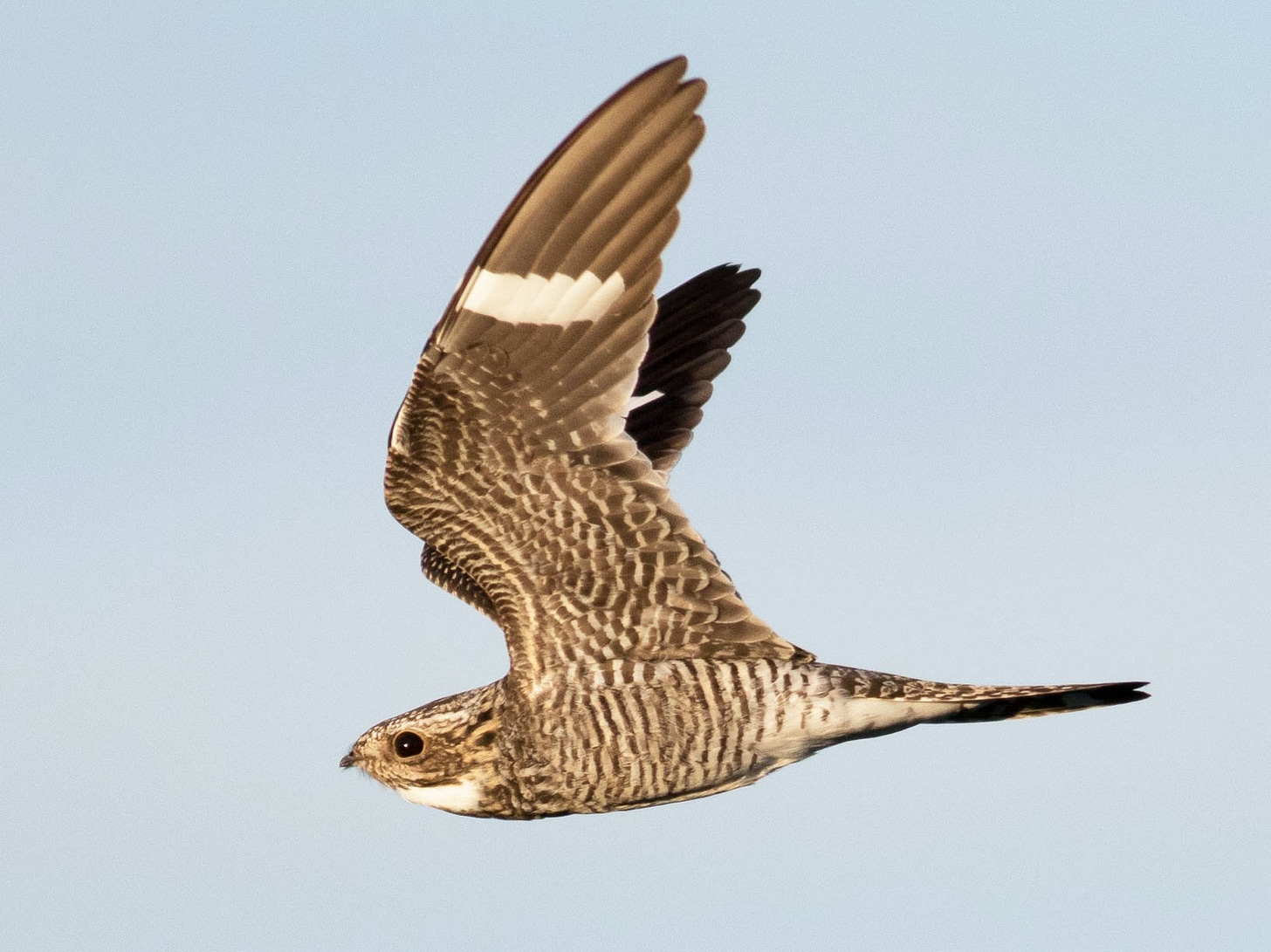Common Nighthawk - eBird