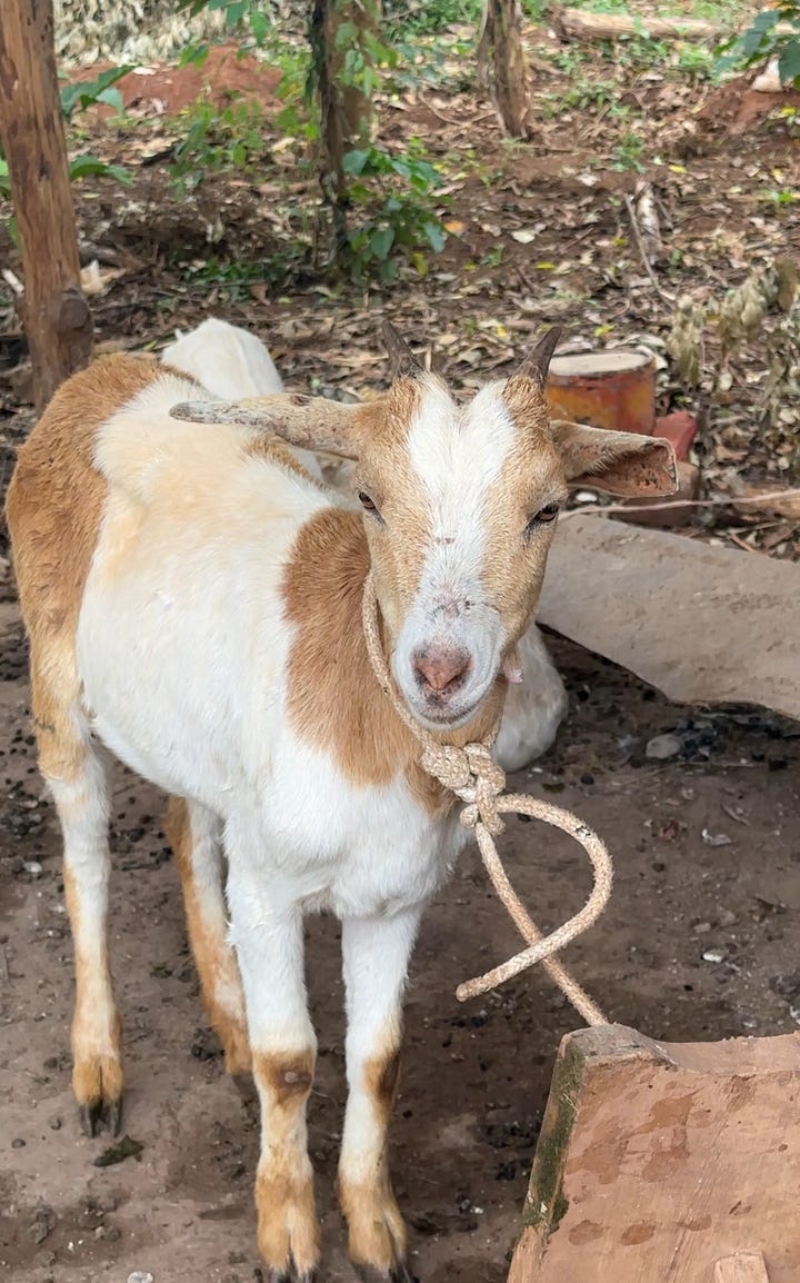 Green, unripe coffee fruit on a branch and a white and beige boat for self-sustainability projects
