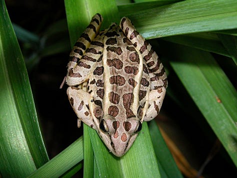 Frogs from around the world...