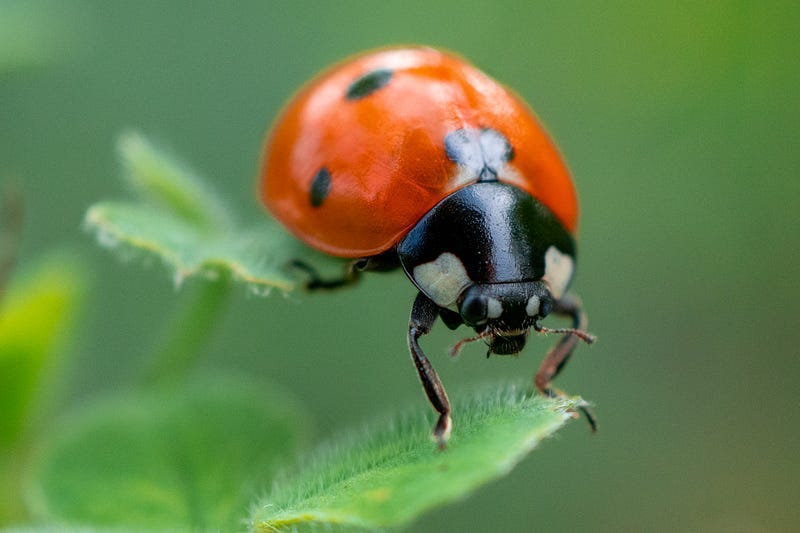 Code Smell 179 — Known Bugs