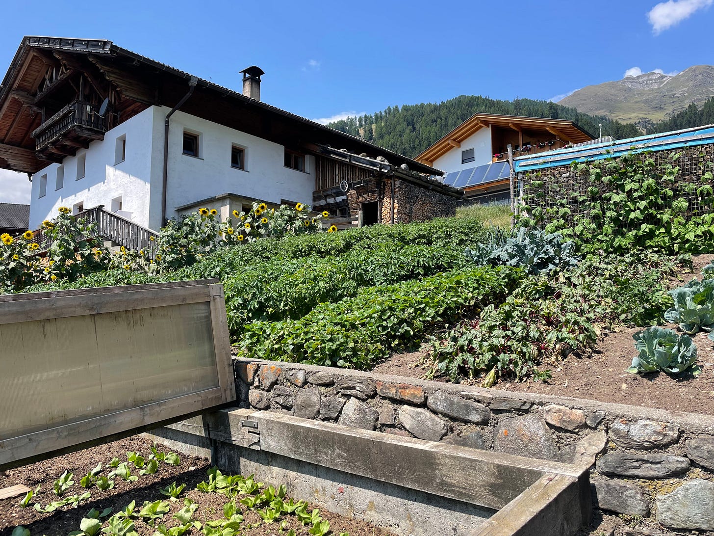 a garden with a building behind, you find sunflowers decorating it, potato plants, beans