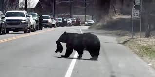 mama bear crossing street with cubs ...
