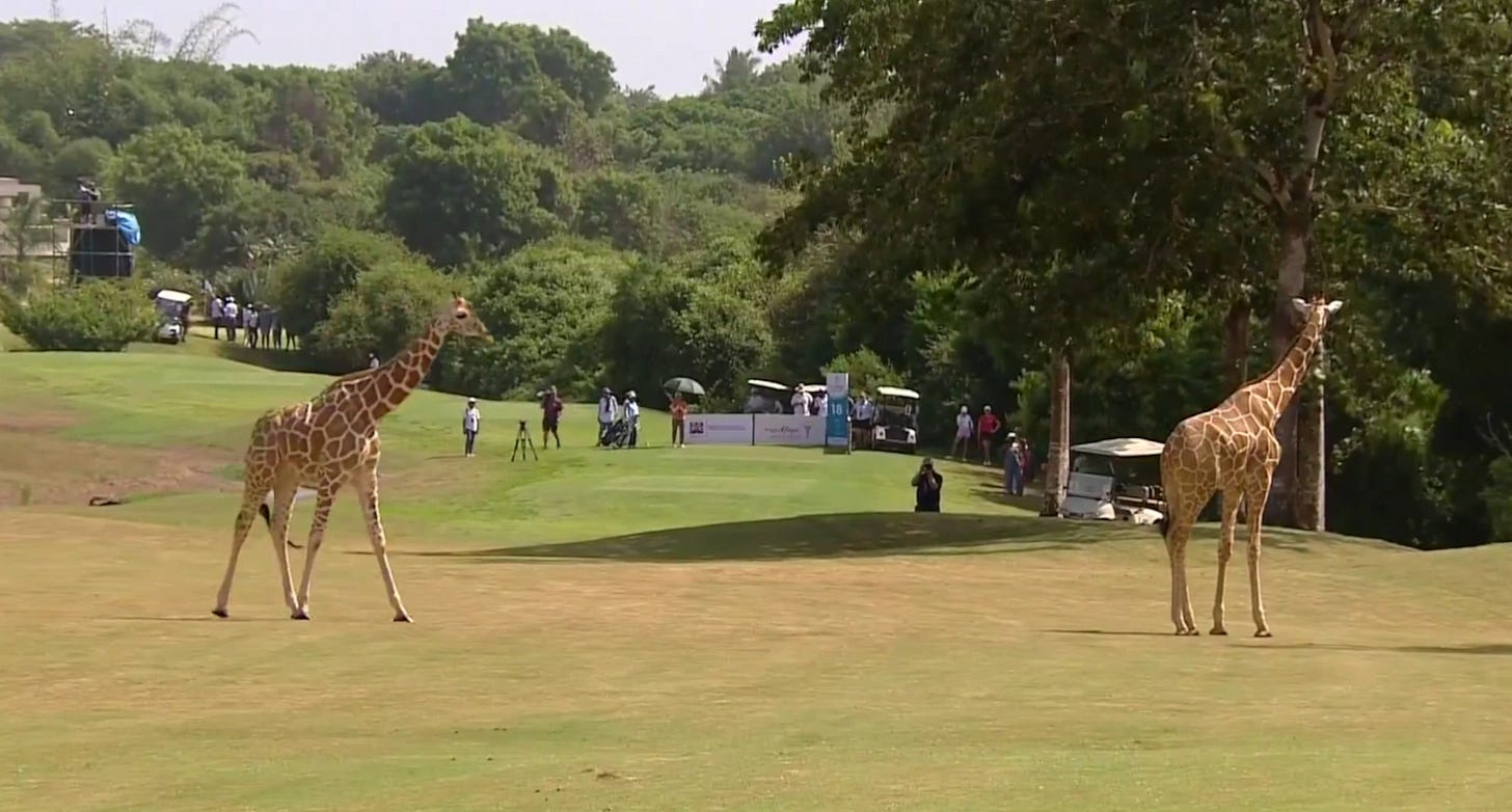 Giraffes interrupt play at Magical Kenya Ladies Open
