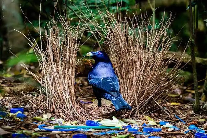 Male Satin Bowerbirds must master many skills - BirdWatching