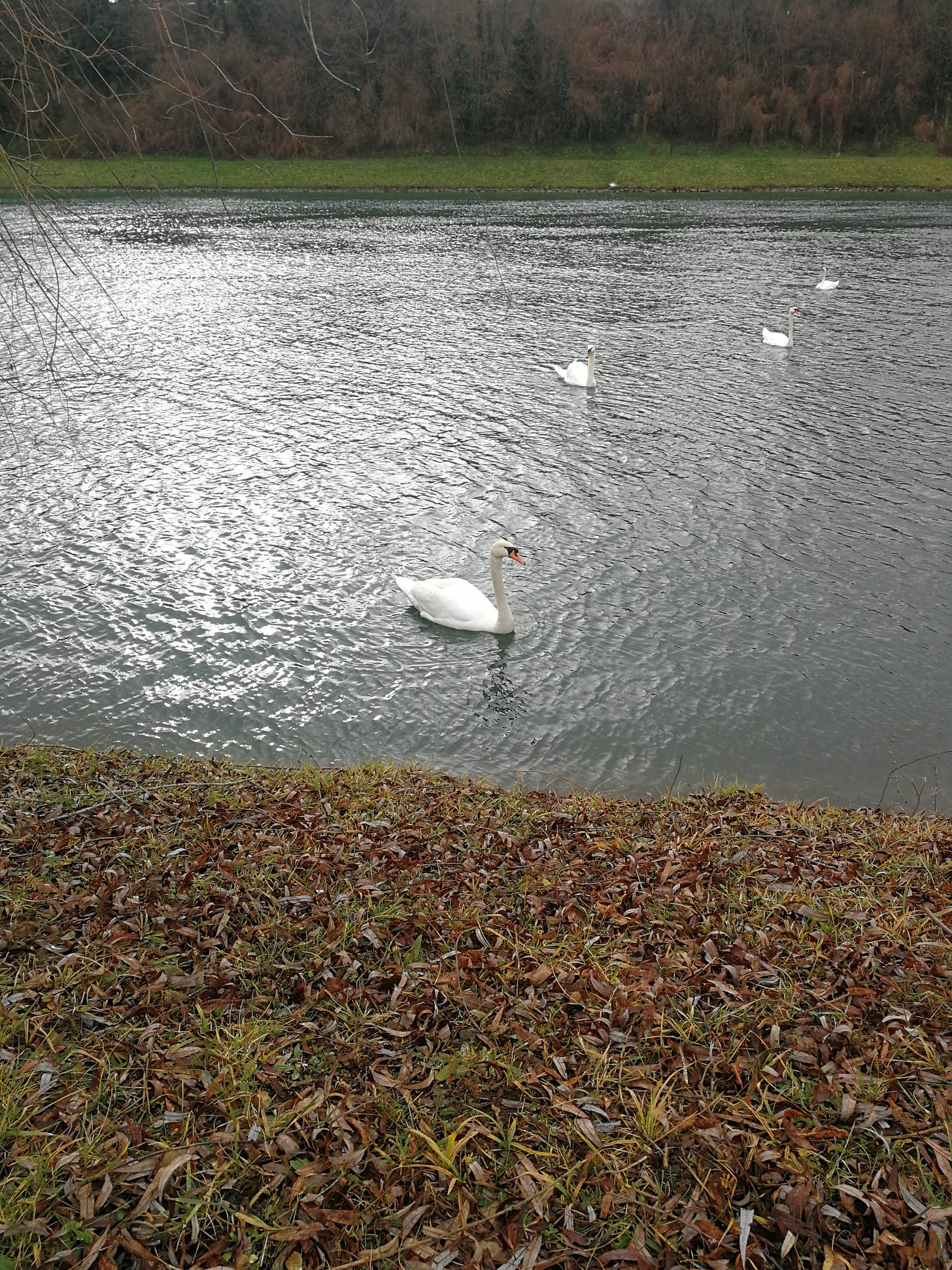 swans drava maribor slovenia