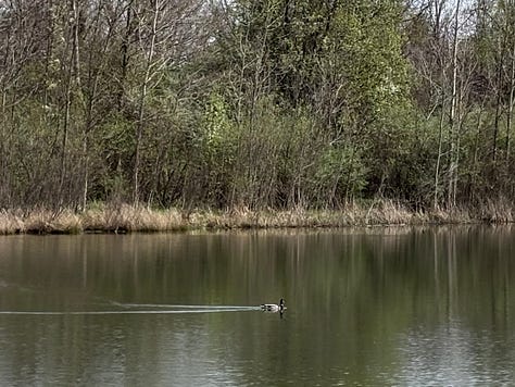 Ducks swimming and Red-Wing Blackbirds in undergrowth.