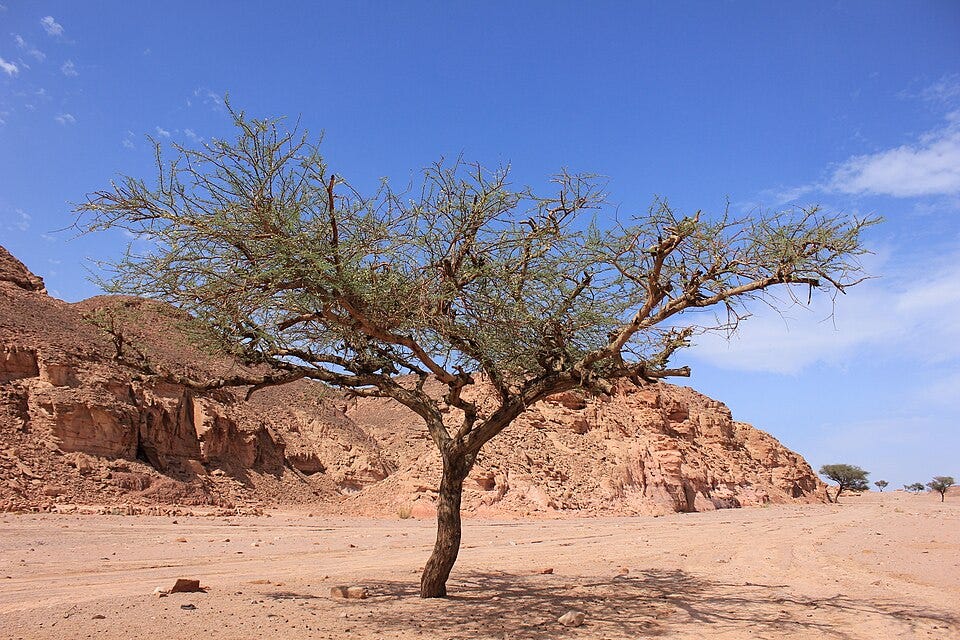 File:Acacia in Ein Khadra Desert Oasis 00 (137).jpg