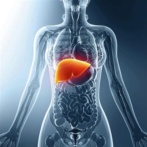 Human Liver Location