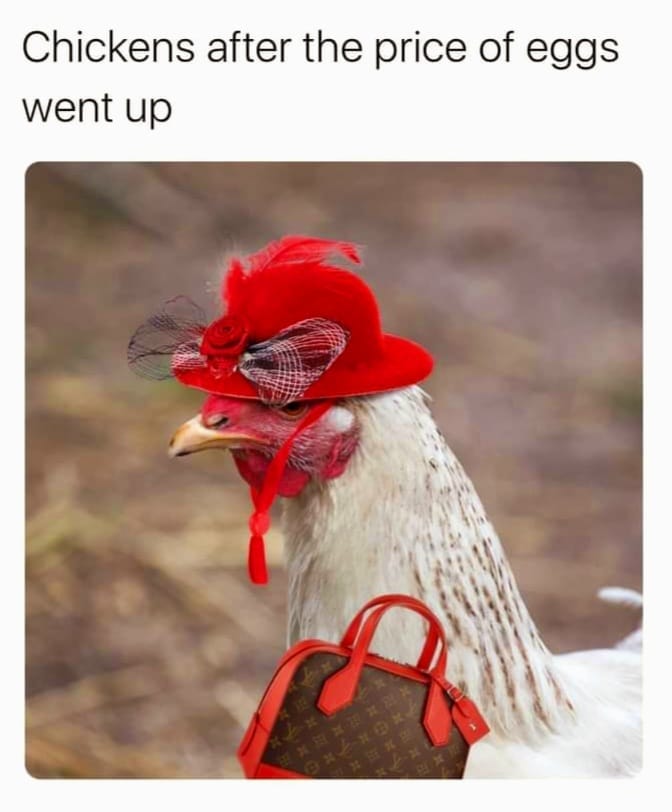 May be an image of text that says 'Chickens after the price of eggs went up'