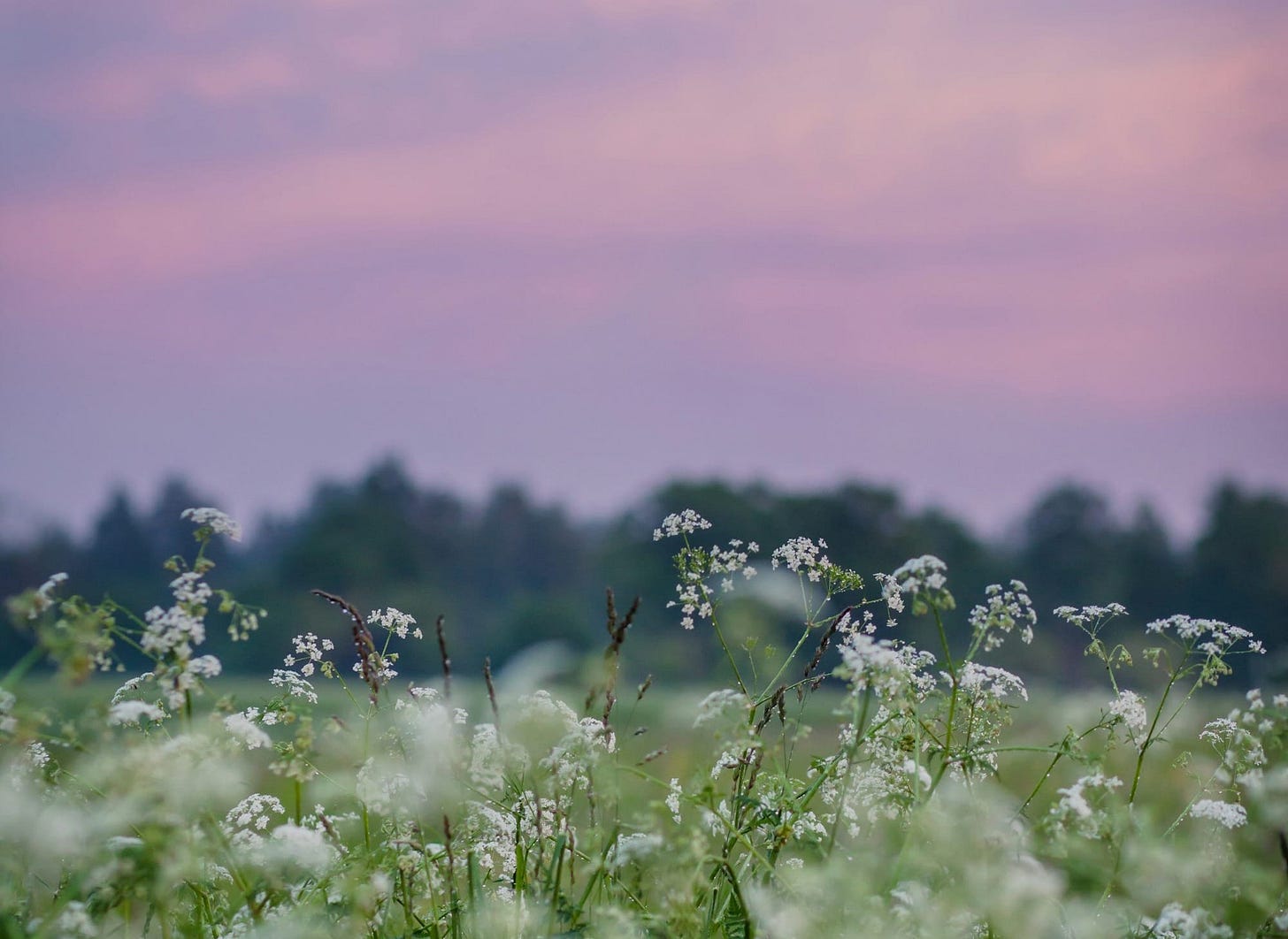 about the meadow between