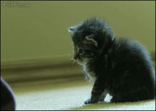 itty bitty kitty destroyed by boop