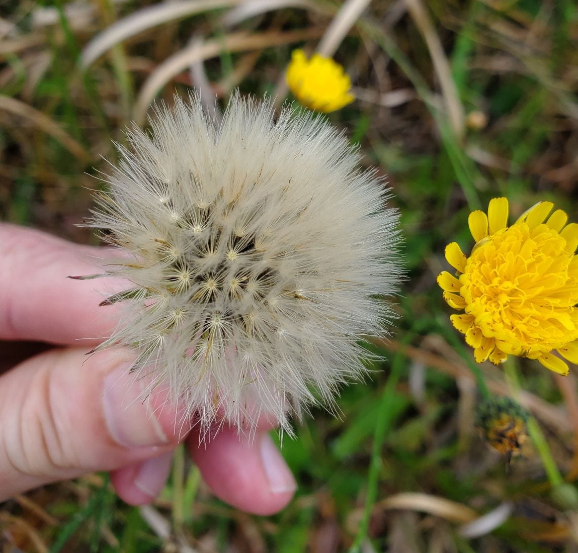 Hypochaeris radicata [puffball] 20221128_120344 sml.jpg