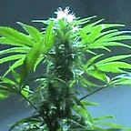 Midnight Mass News by Mike Crawford