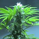 Midnight Mass News by Mike Crawford