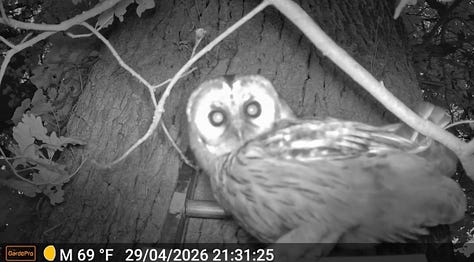 Three trail-camera images from a rural French property: a badger that looks like it has one eye, an owl staring directly into the camera, and a pheasant photographed during the day.