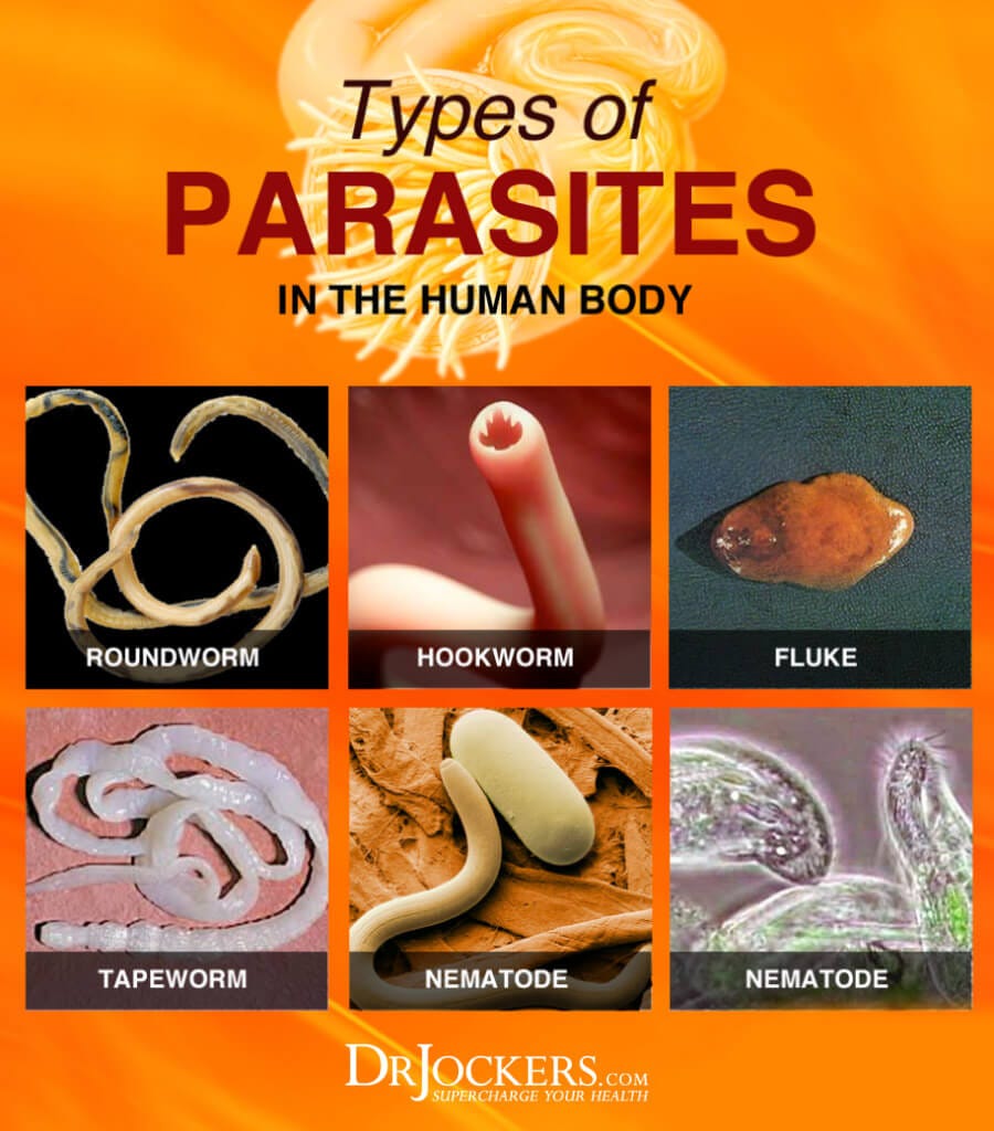 What Type of Parasites Do You Have? - DrJockers.com