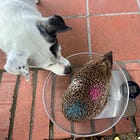 La storia di Pimpa, la polpetta spinosa ninja 🦔✨