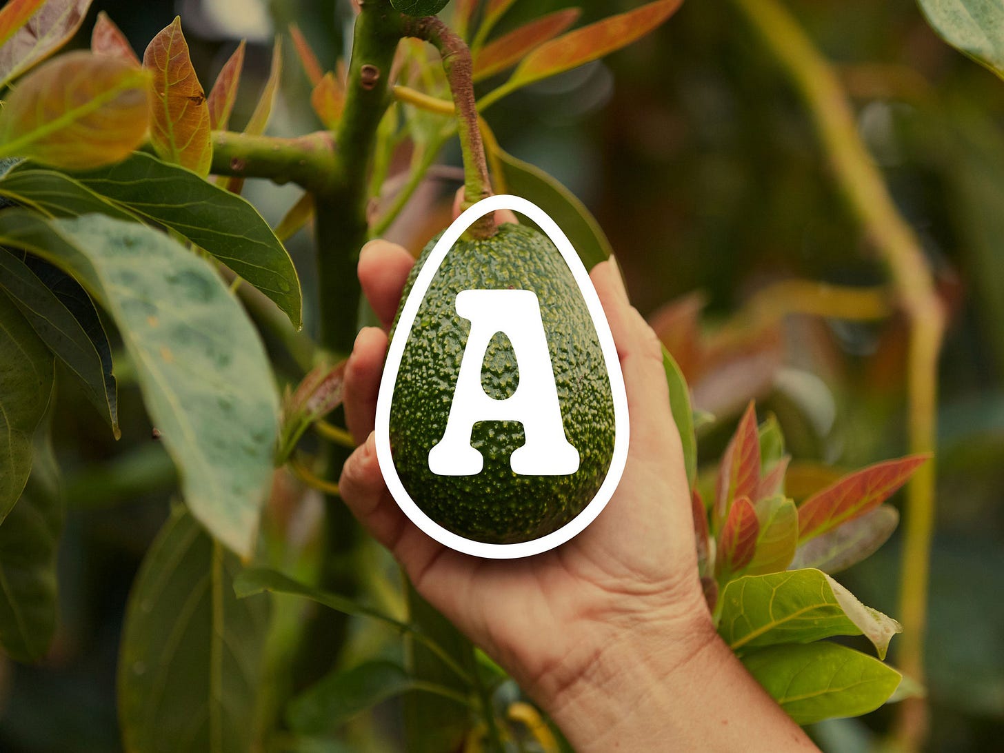 New Name, Logo, and Identity for The Avocado Collective by Block