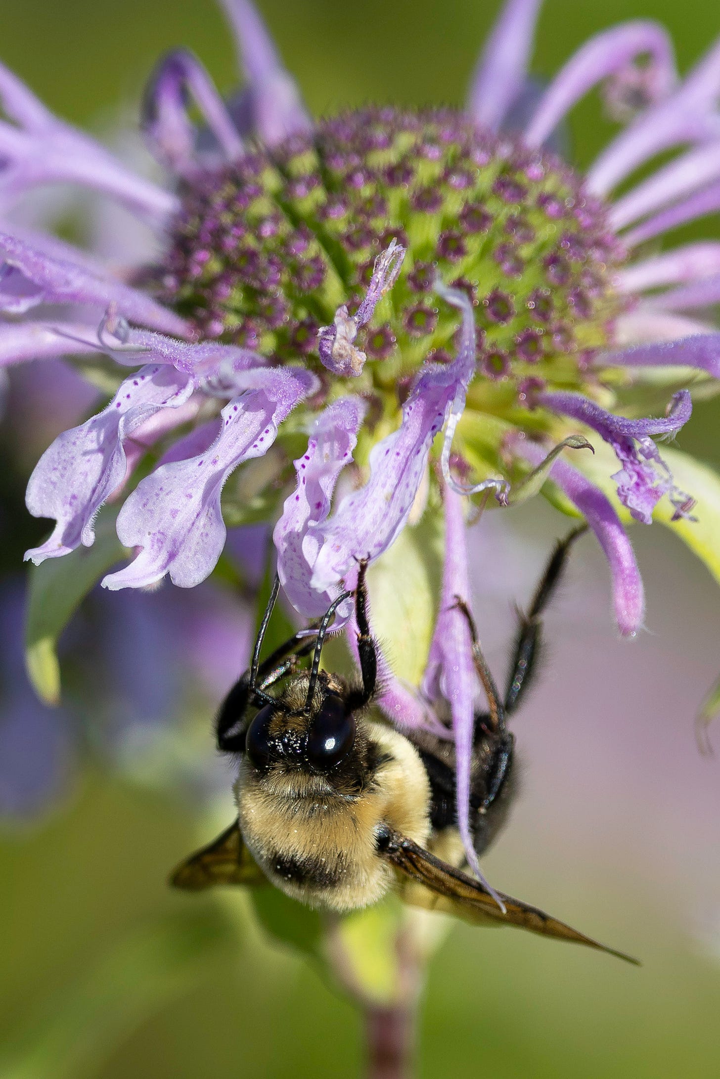 A fuzzy black and yellow bumblebee hangs from the lavender petal of a wild bergamot flower on a hot summer day.