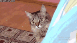 A cat hides 