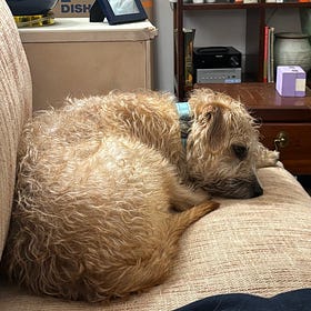 Contrarian Pet of the Week