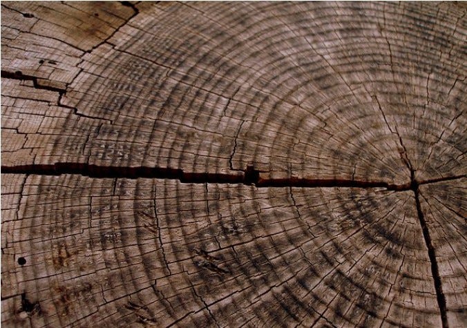 Método para calcular a idade de árvores é tema de curso - Sou Agro