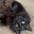 Tabby's avatar