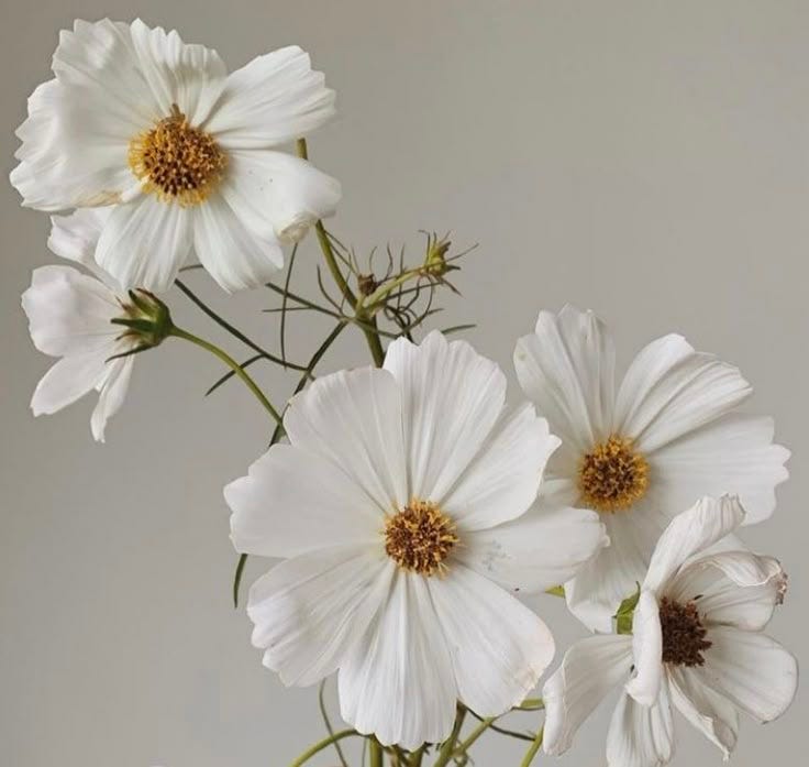 This may contain: white flowers are in a vase on a gray table top, with the stems still attached