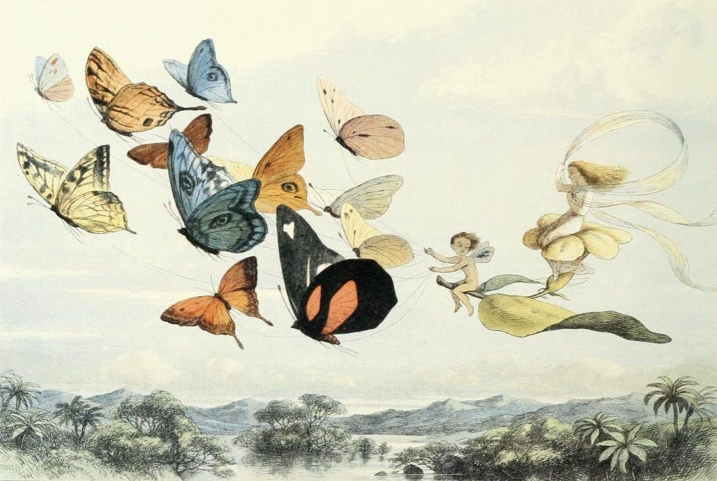 Fairies and elves among grasses and toadstools Fairies and elves among grasses and toadstools