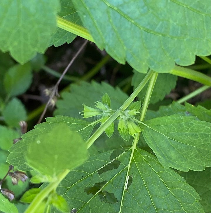 Stems and small flowers emerging from leaf axils of lemon balm