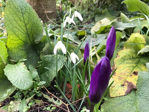 a group of photos of spring bulbs, white crocuses and snowdrops.