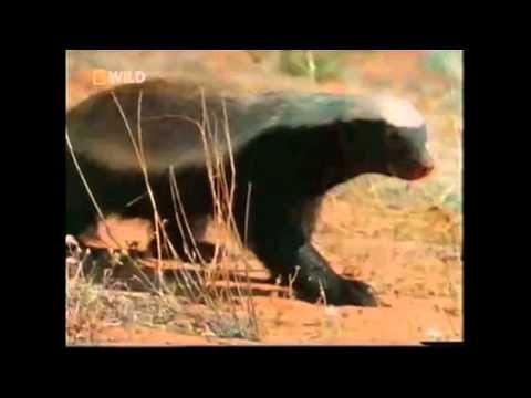 Honey Badger | Know Your Meme