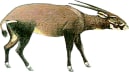 Saola Stories