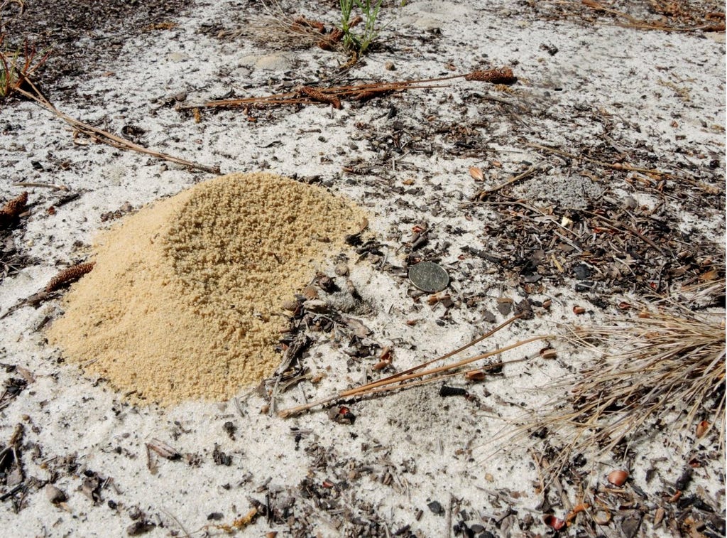 UN —under nest— The Pleasure of Useless Science - by Walter Tschinkel