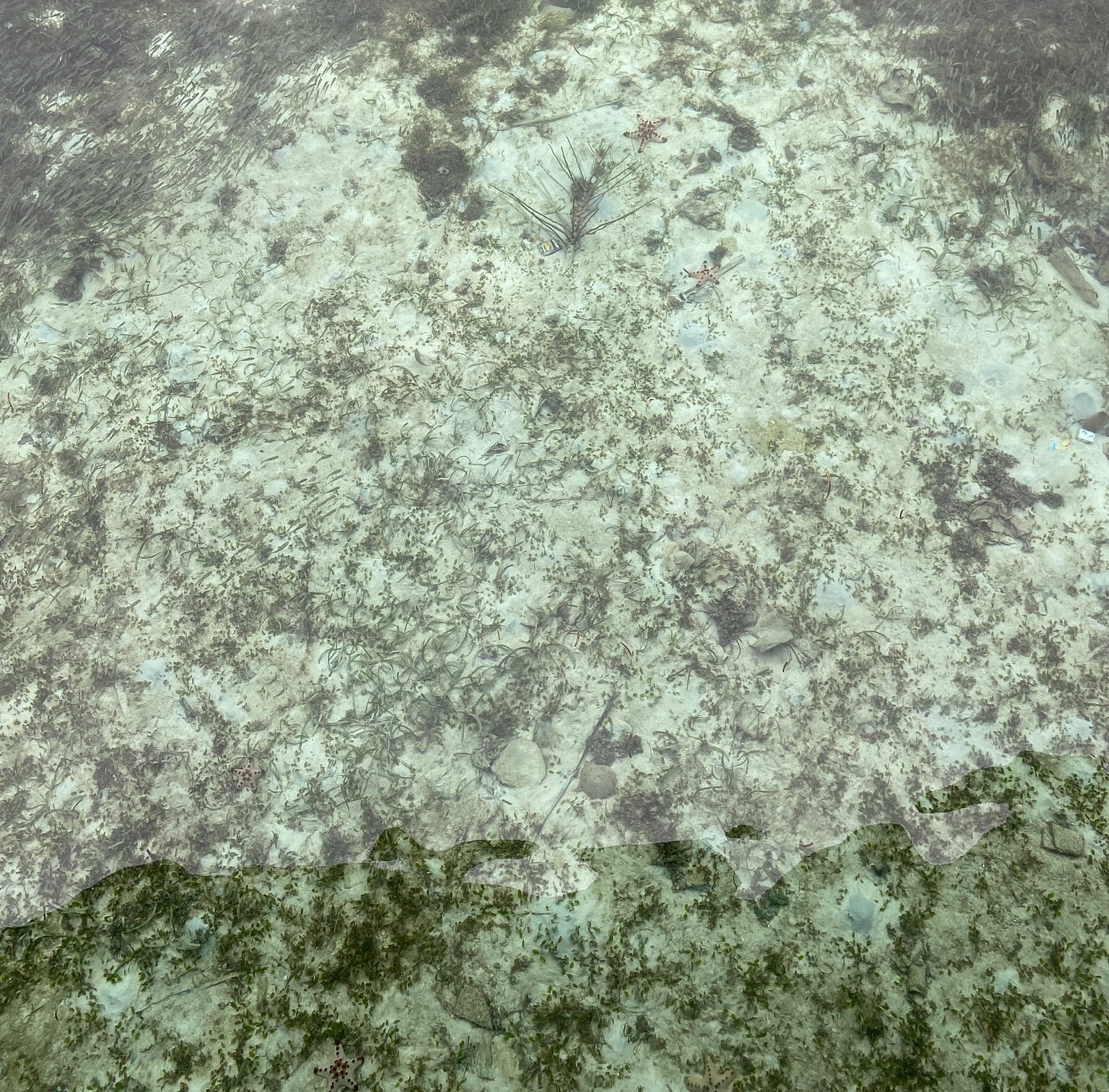 you can see the sea stars even in the resort 