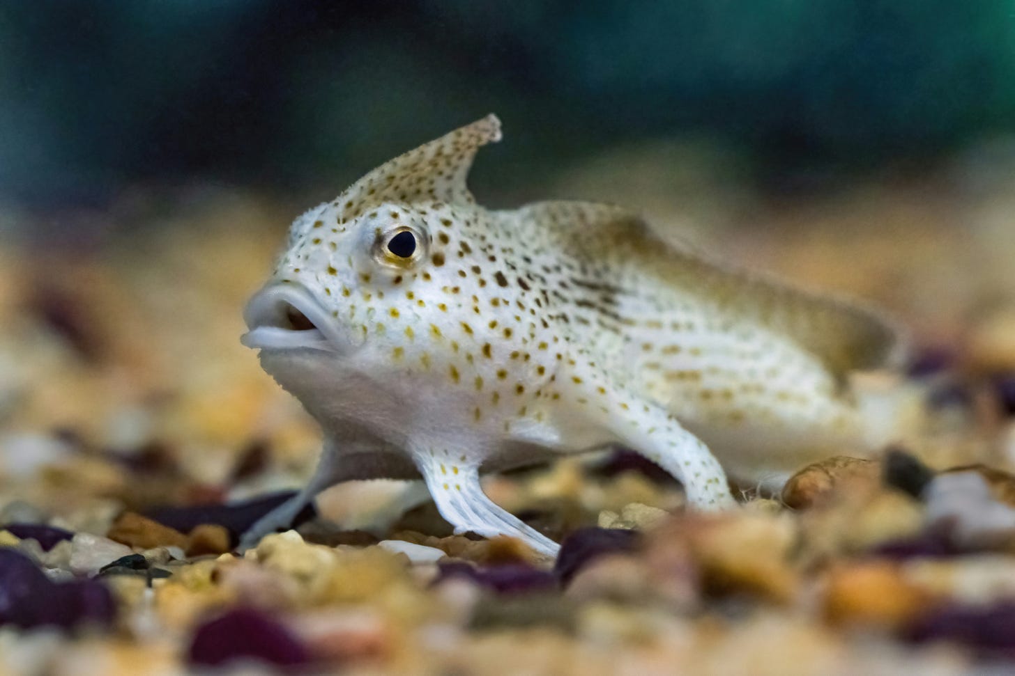 A white fish with brown speckles looking like he has had quite enough of 2025 A white fish with brown speckles looking like he has had quite enough of 2025