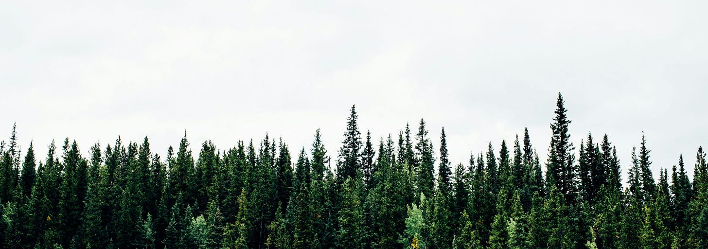 green plants with white background