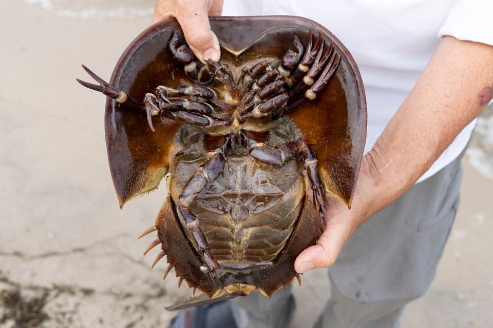 The underside of a horseshoe crab.